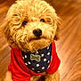 dog, puppy, curly_fur, red_shirt, bandana, star_pattern, bone_tag, pet, indoor, wooden_floor, cute, adorable, looking_up, small_dog, fluffy, young_dog, domestic_animal, animal_portrait, fur_texture, friendly