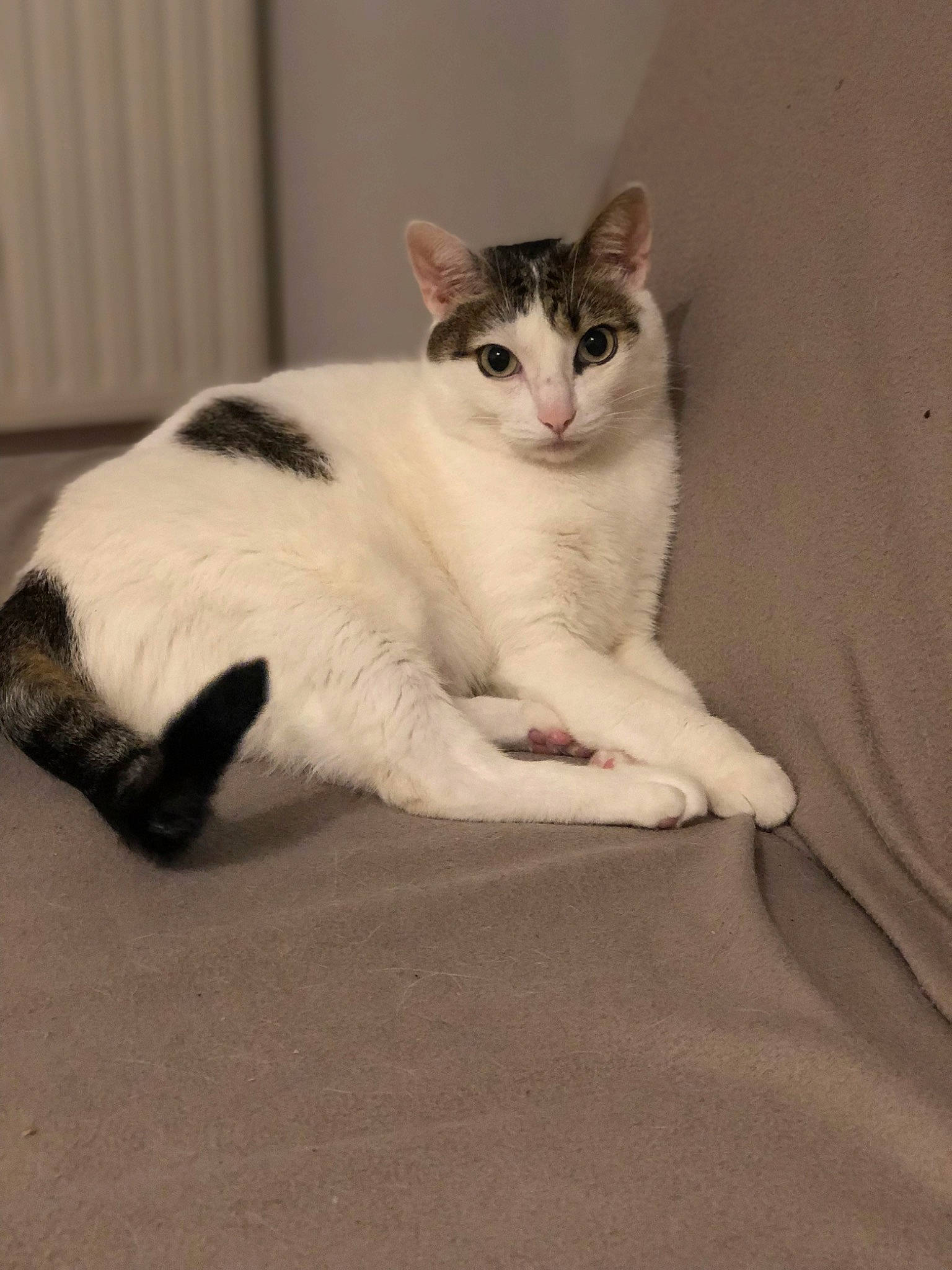 Mercredi participe au concours pour gagner de l'argent avec cette photo : carnivore, cat, comfort, domestic_short_haired_cat, eye, felidae, flooring, foot, fur, human_body, human_leg, leg, paw, sitting, small_to_medium_sized_cats, snout, stairs, tail, terrestrial_animal, whiskers