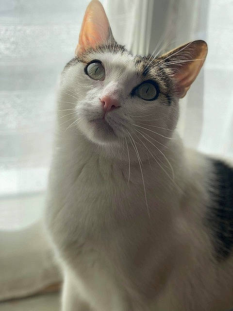 Mercredi participe au concours pour gagner de l'argent avec cette photo : carnivore, cat, domestic_short_haired_cat, felidae, fur, small_to_medium_sized_cats, snout, terrestrial_animal, whiskers, window