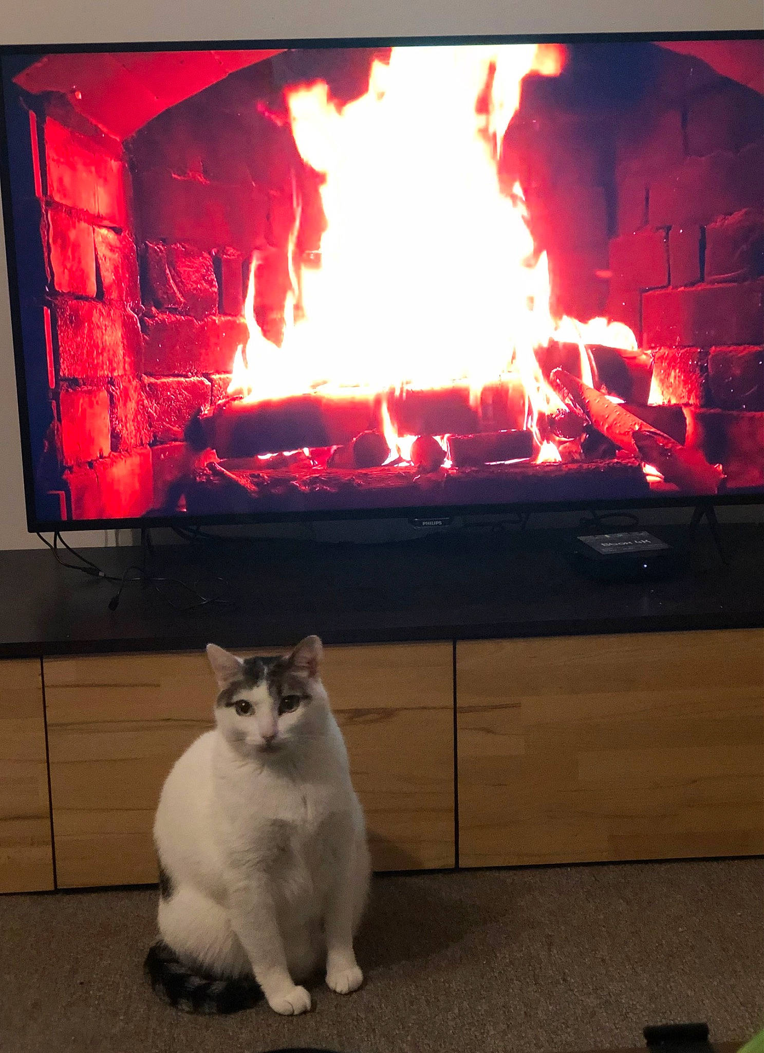 Mercredi a rejoint le concours — aidez-le/la à gagner de superbes lots ! carnivore, cat, felidae, fire, fire_screen, fireplace, flame, gas, hearth, heat, home_appliance, light, masonry_oven, rectangle, small_to_medium_sized_cats, tail, tints_and_shades, whiskers, wood, wood_burning_stove