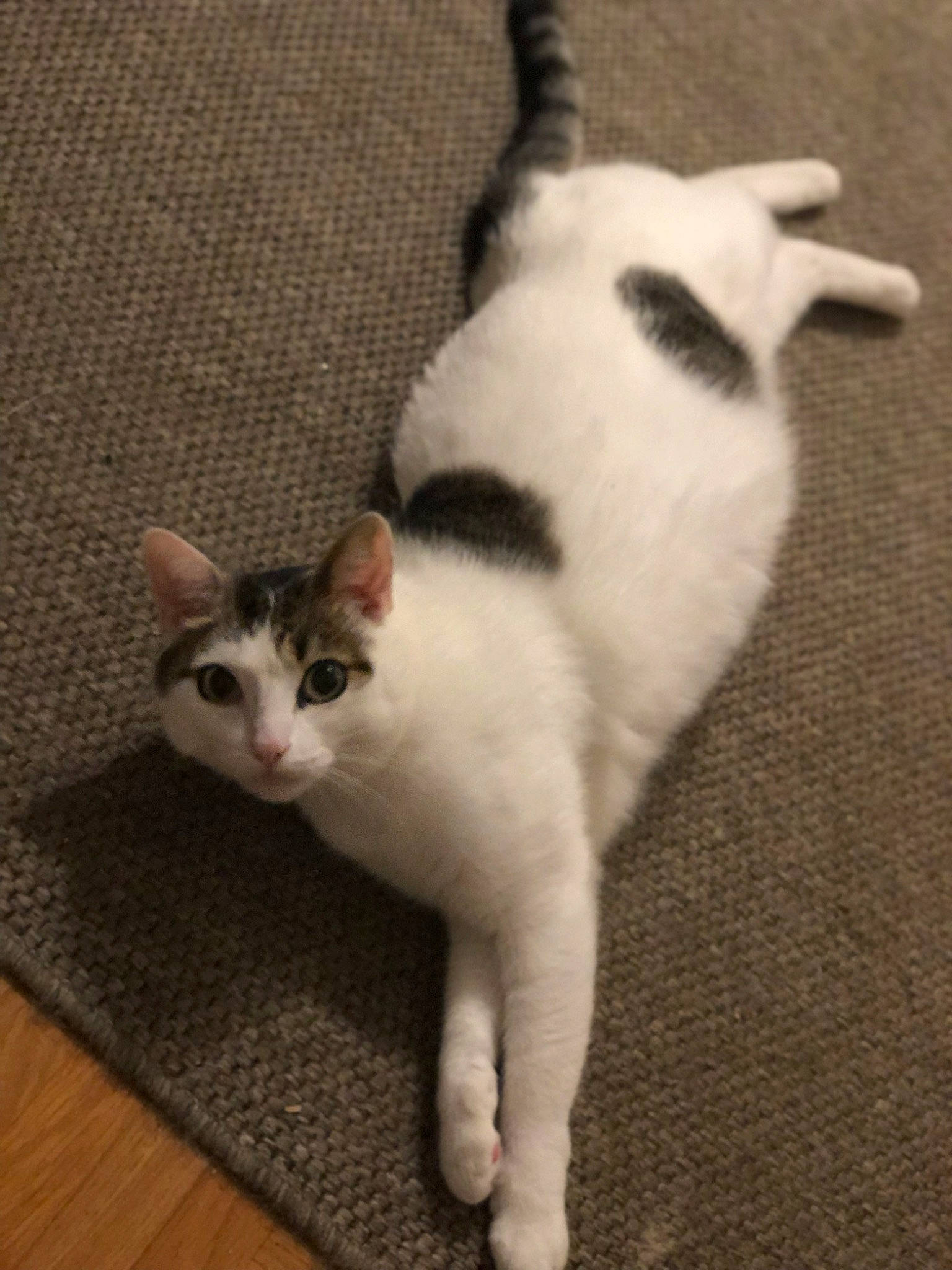 Mercredi a rejoint le concours — aidez-le/la à gagner de superbes lots ! carnivore, cat, claw, comfort, domestic_short_haired_cat, eye, fawn, felidae, flooring, fur, hardwood, paw, small_to_medium_sized_cats, snout, tail, terrestrial_animal, whiskers, wood