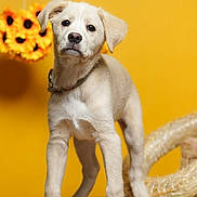 Raghnard a rejoint le concours — aidez-le/la à gagner de superbes lots ! puppy, dog, yellow_background, sunflowers, floor, wooden_floor, collar, cute, pet, animal, indoors, portrait, young, fur, playful, domestic_animal, looking, standing, background, decor