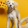 puppy, dog, yellow_background, sunflowers, floor, wooden_floor, collar, cute, pet, animal, indoors, portrait, young, fur, playful, domestic_animal, looking, standing, background, decor