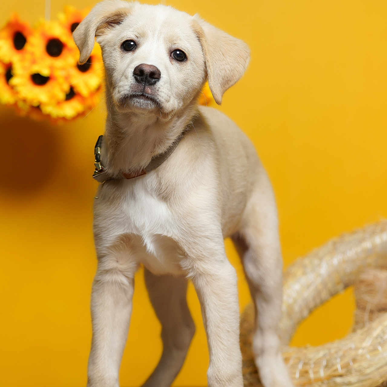 Raghnard a rejoint le concours — aidez-le/la à gagner de superbes lots ! animal, background, collar, cute, decor, dog, domestic_animal, floor, fur, indoors, looking, pet, playful, portrait, puppy, standing, sunflowers, wooden_floor, yellow_background, young