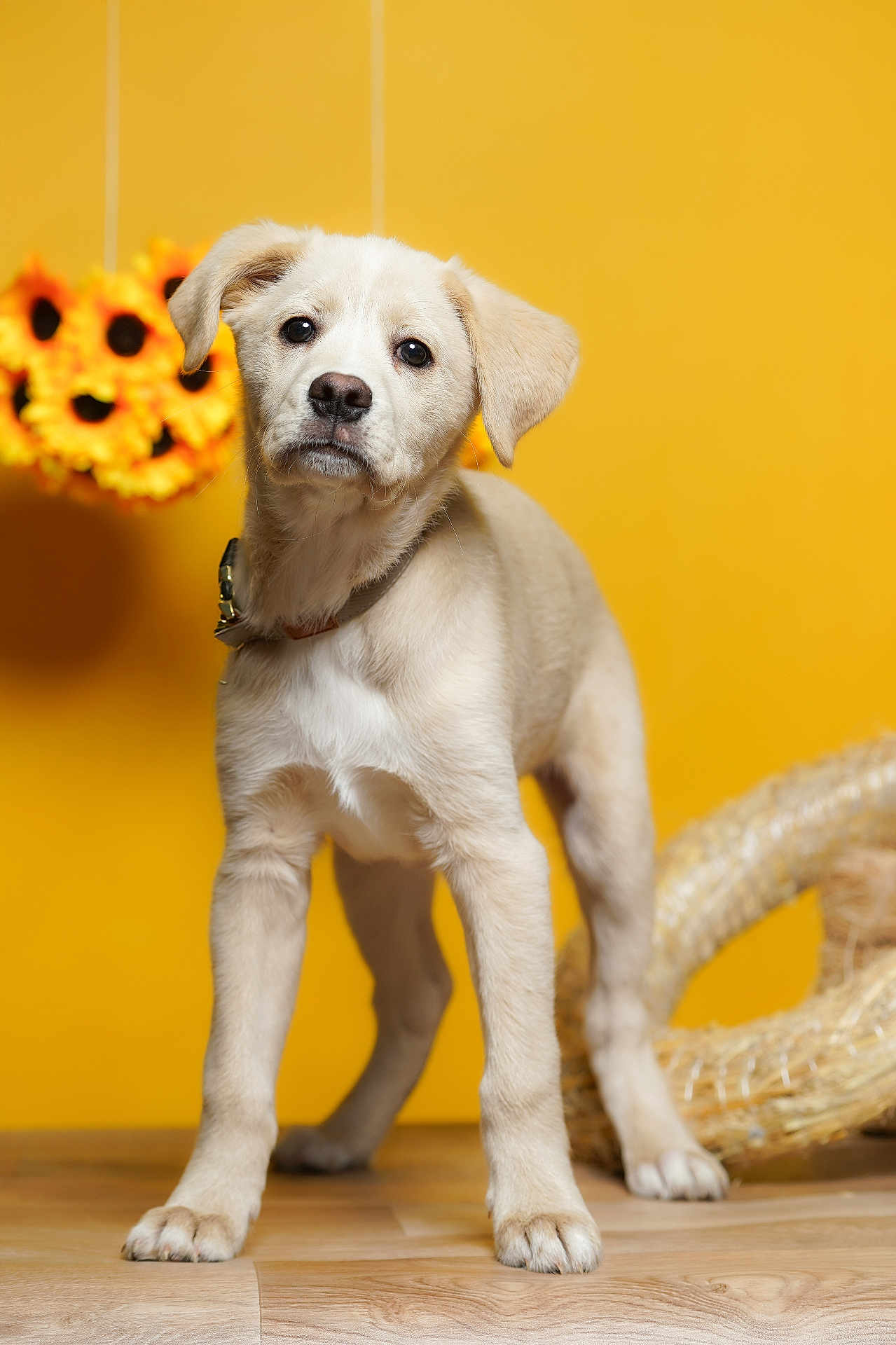 Raghnard a rejoint le concours — aidez-le/la à gagner de superbes lots ! puppy, dog, yellow_background, sunflowers, floor, wooden_floor, collar, cute, pet, animal, indoors, portrait, young, fur, playful, domestic_animal, looking, standing, background, decor