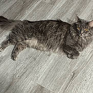 Tank is registered to the contest to win money with this photo: cat, gray_cat, fluffy, long_hair, yellow_eyes, pet, animal, indoor, floor, wooden_floor, laying_down, relaxed, curious, feline, mammal, whiskers, tail, ears, domestic_cat, cute