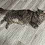 cat, gray_cat, fluffy, long_hair, yellow_eyes, pet, animal, indoor, floor, wooden_floor, laying_down, relaxed, curious, feline, mammal, whiskers, tail, ears, domestic_cat, cute