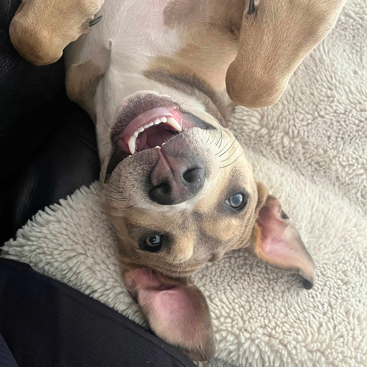 Nala participe au concours pour gagner de l'argent avec cette photo : dog, playful, smiling, paws, teeth, blanket, cozy, fur, pet, animal, ears, mouth, happy, lying_down, closeup, indoor, cute, relaxed, canine, nose
