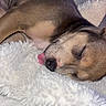 Nala participe au concours pour gagner de l'argent avec cette photo : dog, sleeping, tongue_out, blanket, cozy, fur, pet, resting, closeup, cute, animal, soft, indoors, relaxation, comfort, face, snout, whiskers, napping, brown