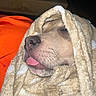 dog, sleeping, blanket, cozy, tongue_out, close_up, pet, fur, snout, indoor, resting, cute, animal, warm, soft_texture, relaxed, wrapped, face, muzzle, domestic