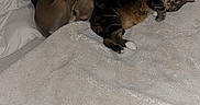 Nala a rejoint le concours — aidez-le/la à gagner de superbes lots ! dog, cat, bed, blanket, pillow, sleeping, cozy, indoor, carpet, corner, resting, pet, animal, fur, white, brown, black, tabby, companion, quiet