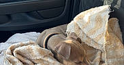 Nala a rejoint le concours — aidez-le/la à gagner de superbes lots ! blanket, car_interior, car_seat, collar, comfort, cozy, dog, domestic_animal, fabric, nap, pet, puppy, resting, seatbelt, sleeping, small_dog, sunlight, towel, vehicle, window