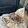 Nala a rejoint le concours — aidez-le/la à gagner de superbes lots ! puppy, dog, sleeping, blanket, towel, car_interior, car_seat, sunlight, nap, pet, cozy, resting, domestic_animal, small_dog, collar, window, seatbelt, fabric, comfort, vehicle