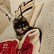 Aïko participe au concours pour gagner de l'argent avec cette photo : animal, black, blanket, brown, couch, cozy, curtain, cute, dog, fur, furry, home, indoor, pet, pillow, puppy, red, relaxed, resting, white
