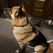 Warren G is registered to the contest to win money with this photo: dog, german_shepherd, indoor, carpet, kitchen, wooden_cabinets, pet, animal, sitting, fur, brown, black, white, collar, floor, bowl, water_bowl, side_view, attention, domestic