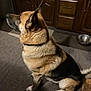 dog, german_shepherd, indoor, carpet, kitchen, wooden_cabinets, pet, animal, sitting, fur, brown, black, white, collar, floor, bowl, water_bowl, side_view, attention, domestic