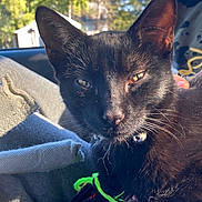 Scrappy joined the competition — help win amazing prizes! black_cat, cat, pet, animal, indoor, sunlight, relaxed, close_up, feline, whiskers, ears, collar, knitted_object, fabric, window, greenery, daylight, resting, cozy, domestic