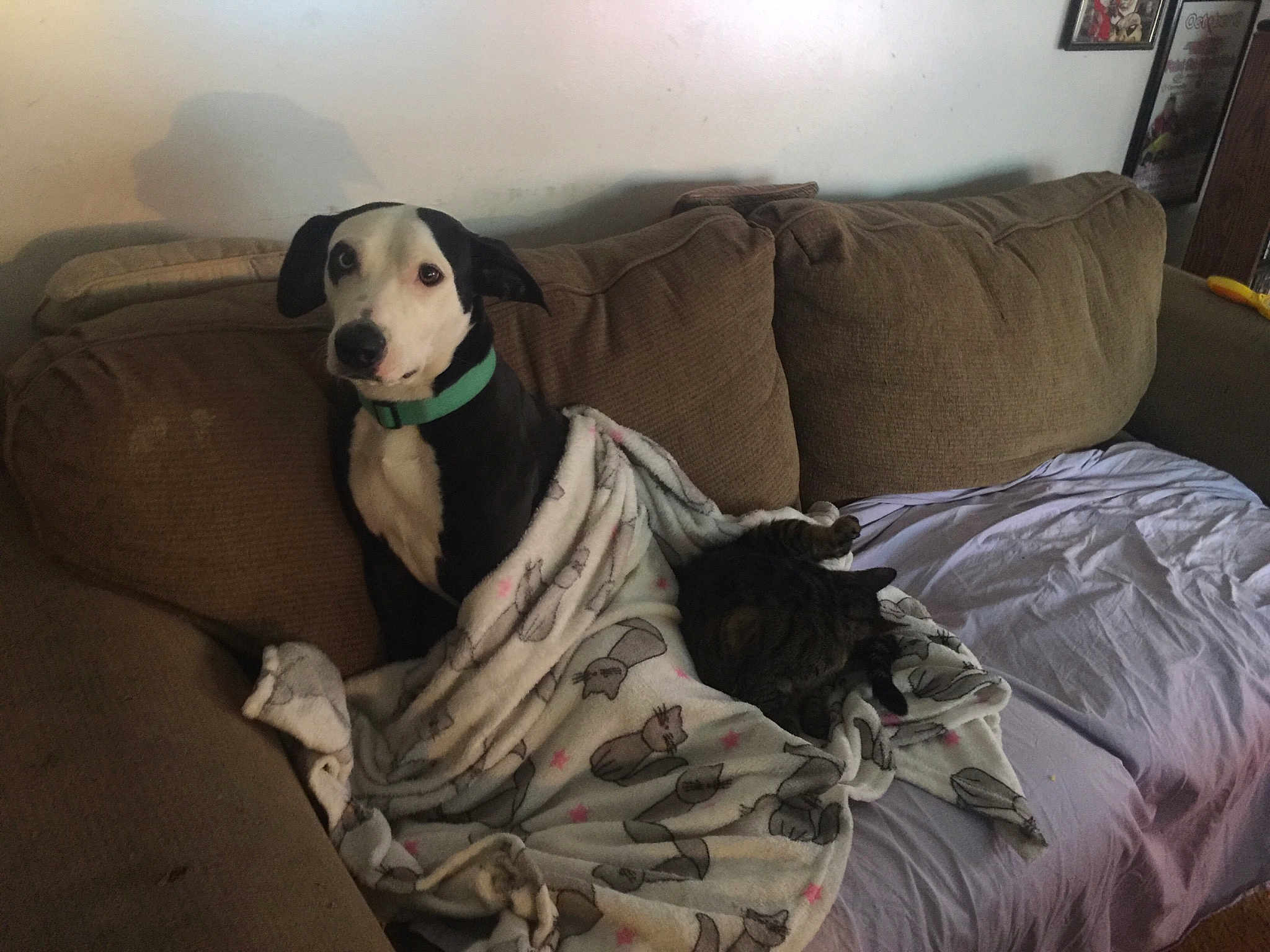Nova
