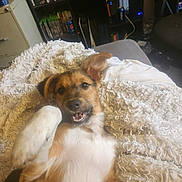 Burger is registered to the contest to win money with this photo: dog, puppy, blanket, white, fur, paw, lying_down, happy, playful, indoor, furniture, chair, shelf, cans, room, smile, cute, pet, relaxed, cozy