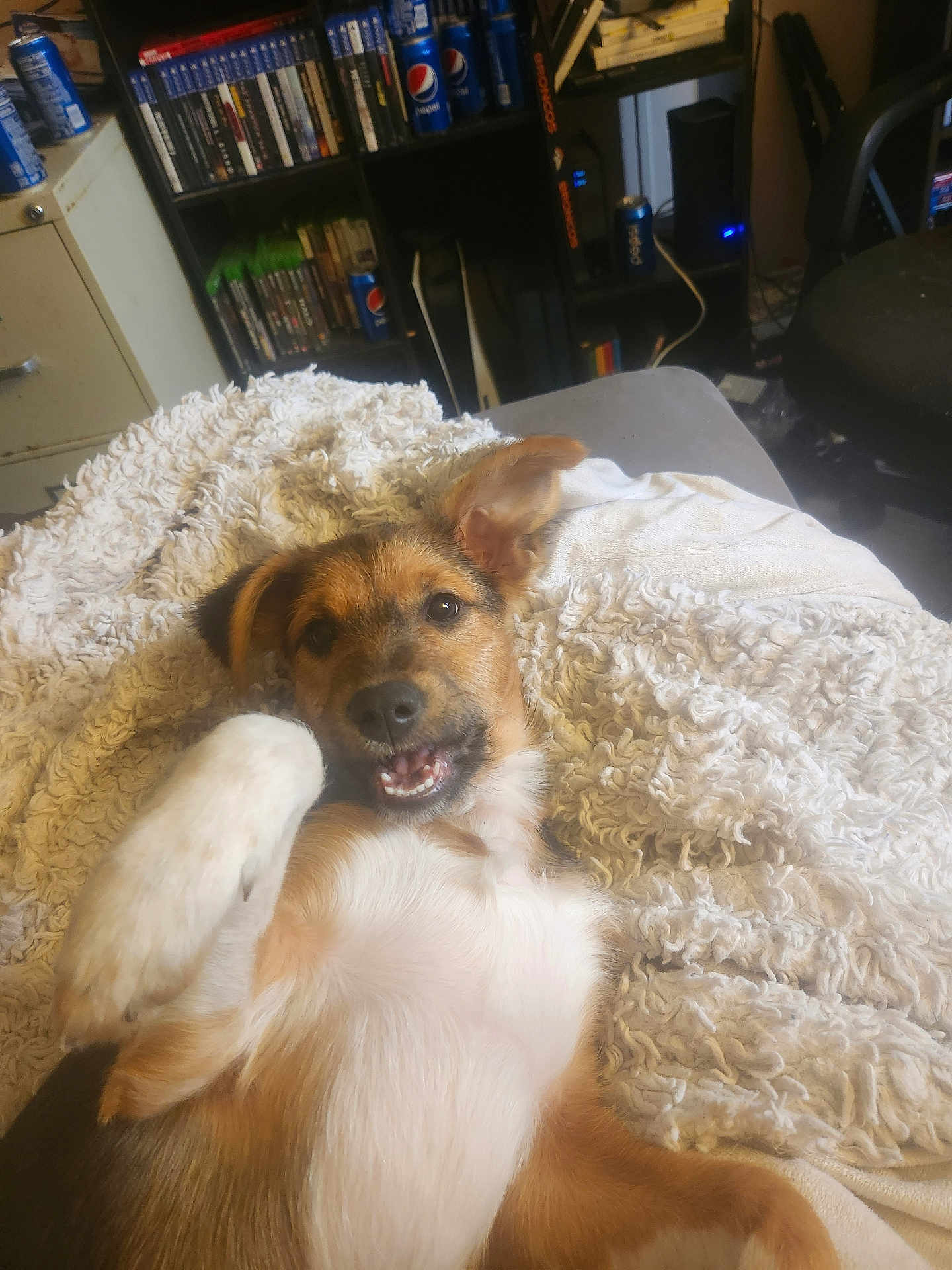 Burger is registered to the contest to win money with this photo: dog, puppy, blanket, white, fur, paw, lying_down, happy, playful, indoor, furniture, chair, shelf, cans, room, smile, cute, pet, relaxed, cozy