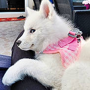Poupy a rejoint le concours — aidez-le/la à gagner de superbes lots ! puppy, dog, white_fur, pink_harness, pet, outdoor, patio, wicker_chair, tile_floor, relaxing, close_up, animal, cute, fluffy, young_dog, resting, side_view, domestic_animal, calm, soft_fur