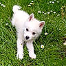 Poupy a rejoint le concours — aidez-le/la à gagner de superbes lots ! puppy, white_dog, grass, flowers, daisies, outdoor, nature, young_dog, cute, playful, fur, pet, animal, greenery, spring, small_dog, adorable, canine, field, daylight