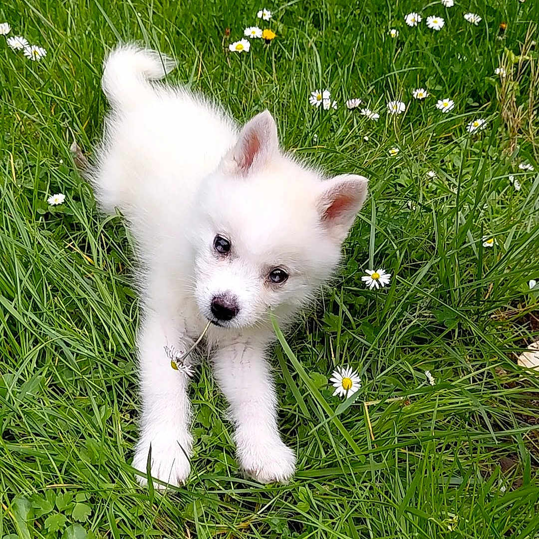 Poupy a rejoint le concours — aidez-le/la à gagner de superbes lots ! puppy, white_dog, grass, flowers, daisies, outdoor, nature, young_dog, cute, playful, fur, pet, animal, greenery, spring, small_dog, adorable, canine, field, daylight