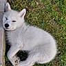 Poupy participe au concours pour gagner de l'argent avec cette photo : puppy, dog, sleeping, white_fur, grass, outdoor, nature, pet, cute, young, animal, relaxed, fur, ears, paw, nose, peaceful, resting, small, adorable