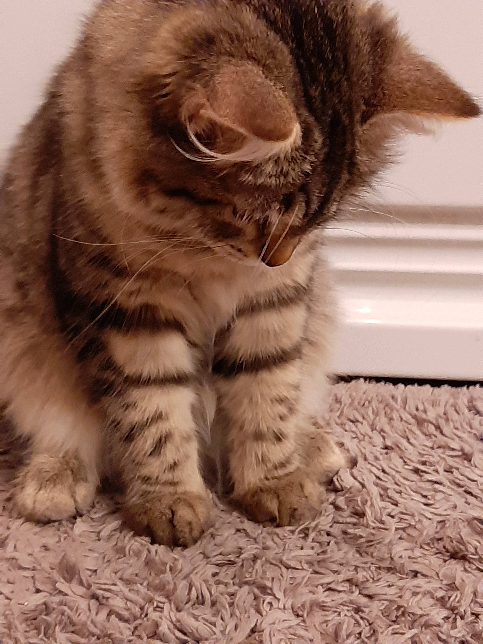 Crumble a rejoint le concours — aidez-le/la à gagner de superbes lots ! british_longhair, british_semi_longhair, carnivore, cat, claw, domestic_short_haired_cat, european_shorthair, felidae, fur, kitten, kurilian_bobtail, maine_coon, mammal, norwegian_forest_cat, nose, paw, small_to_medium_sized_cats, snout, tabby_cat, whiskers