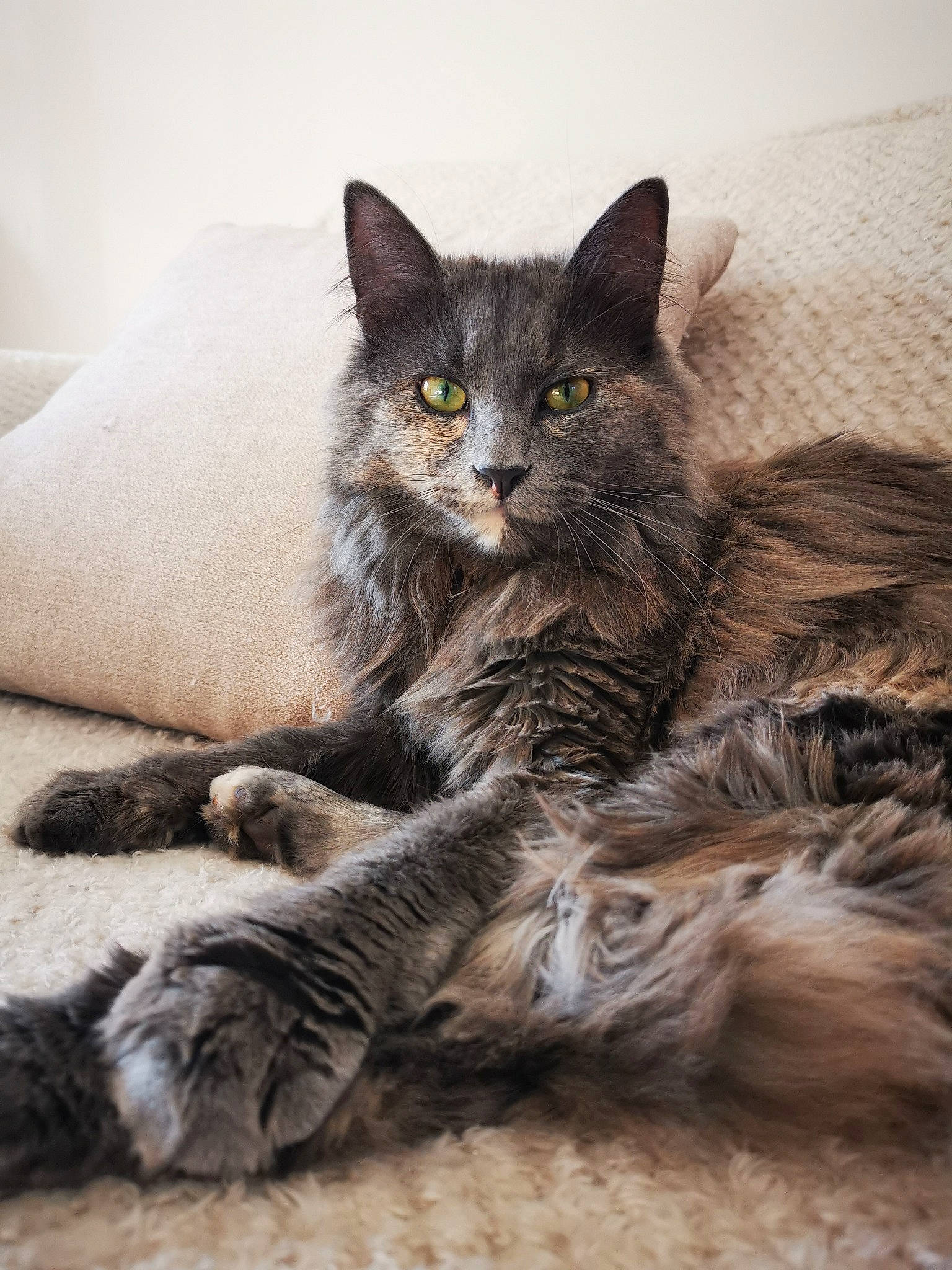 Tagada a rejoint le concours — aidez-le/la à gagner de superbes lots ! carnivore, cat, claw, comfort, domestic_short_haired_cat, eye, fawn, felidae, fur, grey, paw, sitting, small_to_medium_sized_cats, snout, tail, terrestrial_animal, whiskers, wildlife, window