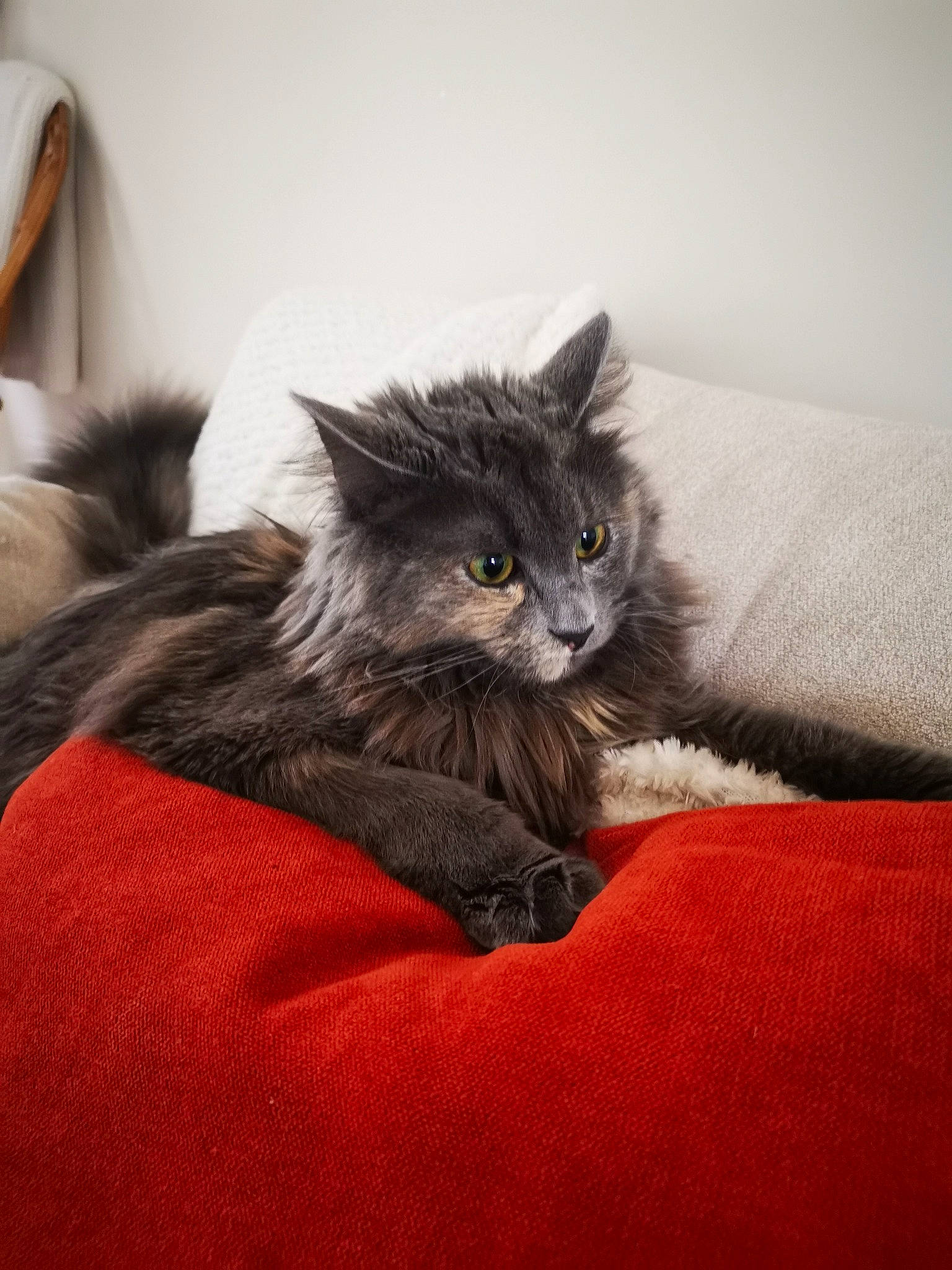 Tagada a rejoint le concours — aidez-le/la à gagner de superbes lots ! black_cat, british_longhair, canidae, carnivore, cat, claw, comfort, domestic_short_haired_cat, felidae, fur, grey, paw, small_to_medium_sized_cats, snout, tail, terrestrial_animal, whiskers