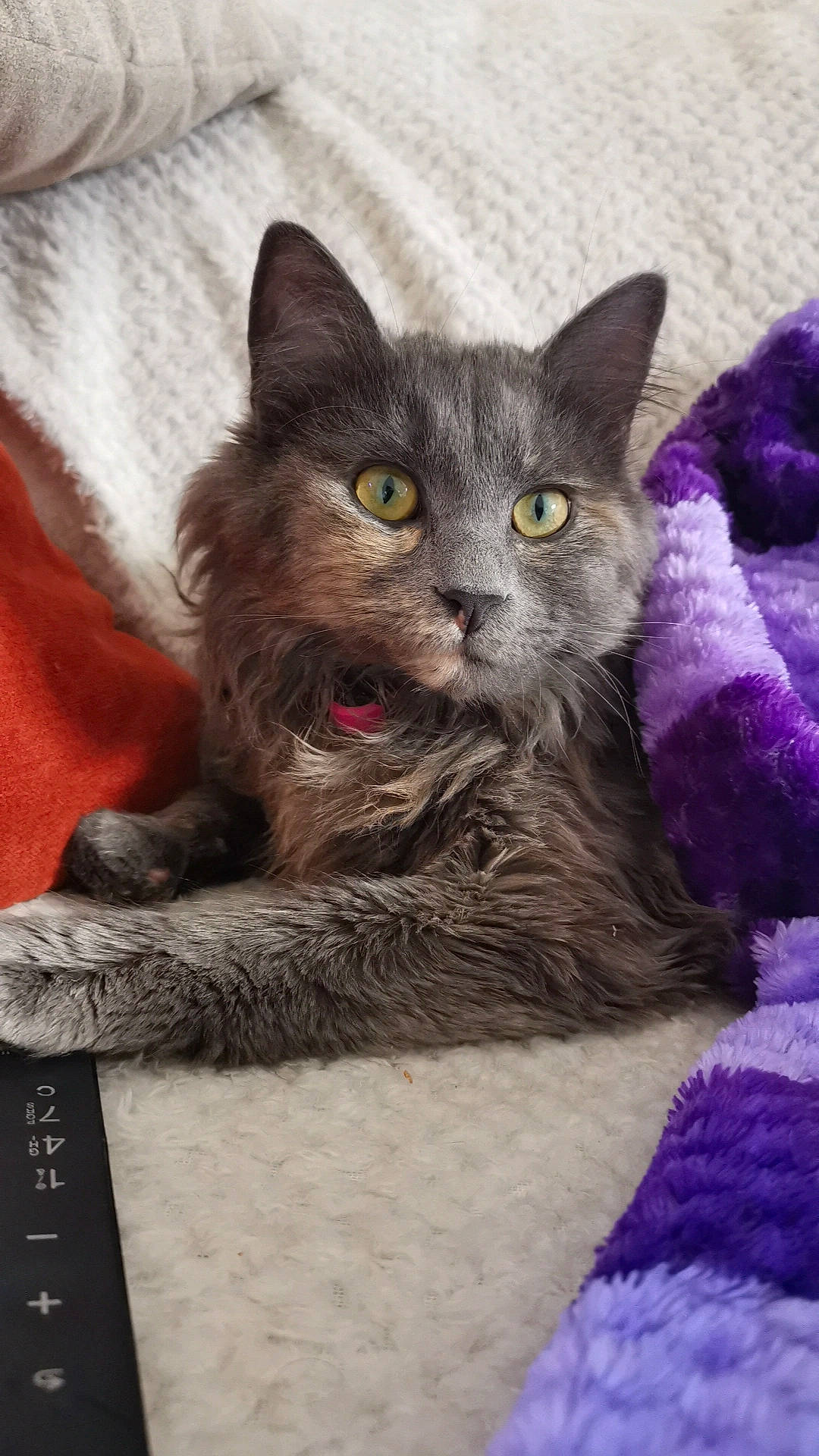 Tagada a rejoint le concours — aidez-le/la à gagner de superbes lots ! carnivore, cat, cat_supply, claw, comfort, domestic_short_haired_cat, felidae, fur, grey, magenta, paw, russian_blue, small_to_medium_sized_cats, snout, tail, whiskers, window