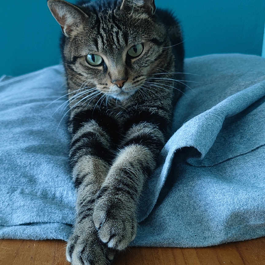 Mizou participe au concours pour gagner de l'argent avec cette photo : animal, blanket, calm, cat, closeup, domestic_cat, ears, feline, fur, green_eyes, indoor, paws, pet, portrait, relaxed, stretching, tabby_cat, teal_background, whiskers, wooden_table