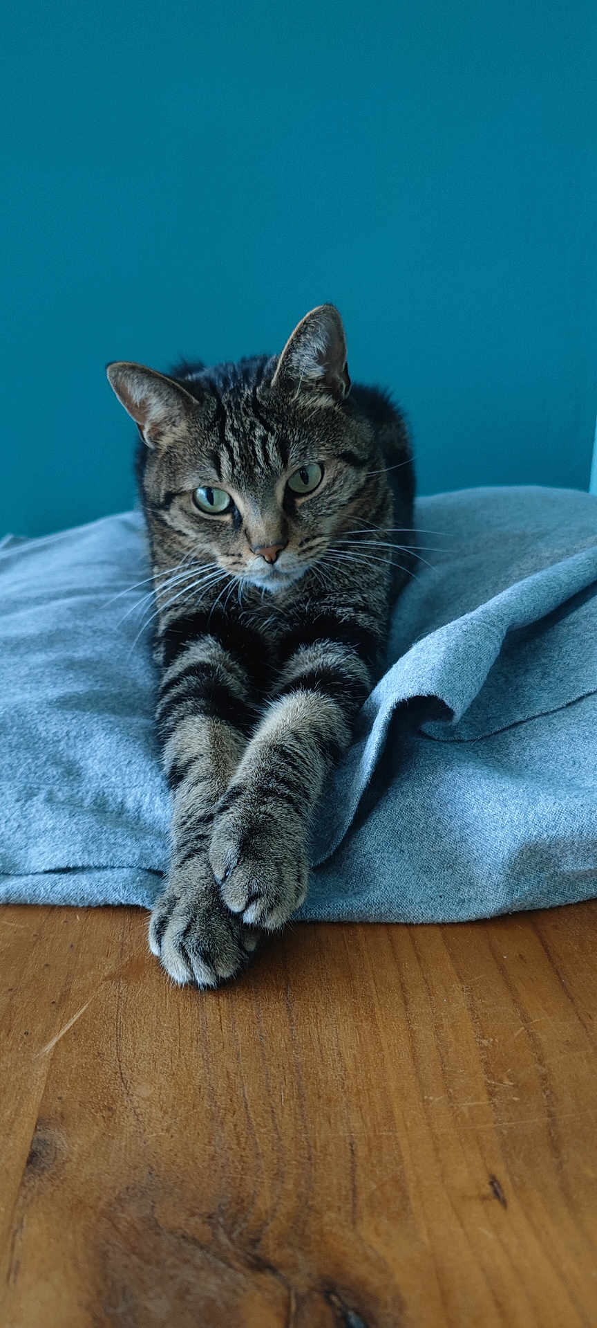 Mizou participe au concours pour gagner de l'argent avec cette photo : animal, blanket, calm, cat, closeup, domestic_cat, ears, feline, fur, green_eyes, indoor, paws, pet, portrait, relaxed, stretching, tabby_cat, teal_background, whiskers, wooden_table