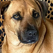 Ben participe au concours pour gagner de l'argent avec cette photo : animal, background, brown_dog, calm, canine, close_up, dog, ears, expression, eyes, face, fur, indoors, leopard_print, muzzle, pattern, pet, portrait, resting, snout