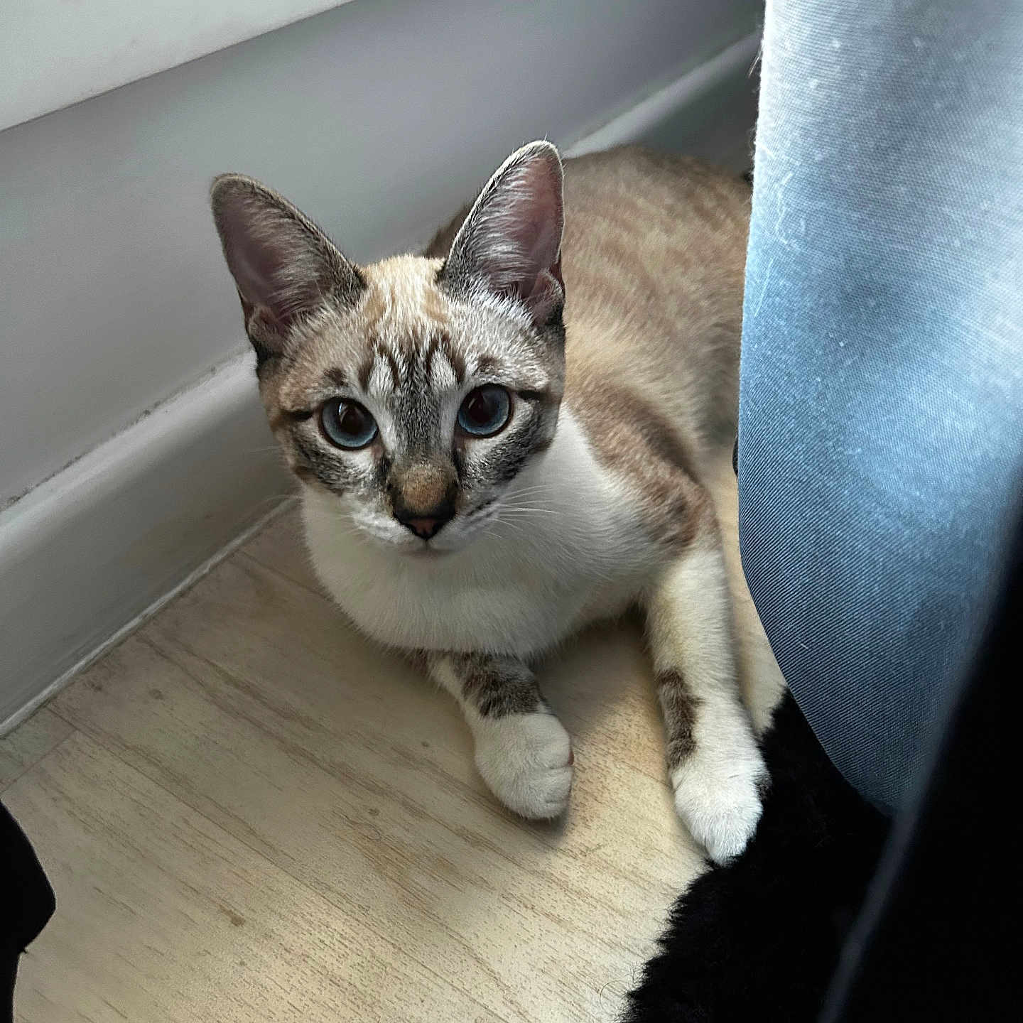 Aïra