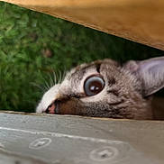 Aïra participe au concours pour gagner de l'argent avec cette photo : animal, cat, close_up, curious, ears, eye, face, fur, furniture, grass, hiding, kitten, nose, outdoor, peeking, pet, striped, tabby, whiskers, wide_eyed