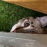 animal, cat, close_up, curious, ears, eye, face, fur, furniture, grass, hiding, kitten, nose, outdoor, peeking, pet, striped, tabby, whiskers, wide_eyed