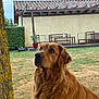 Siska a rejoint le concours — aidez-le/la à gagner de superbes lots ! dog, golden_retriever, pet, outdoor, grass, tree, yard, house, patio, furniture, sky, cloud, animal, canine, mammal, fur, portrait, looking_up, nature, domestic_animal