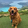 dog, golden_retriever, pet, grass, leash, mountain, lake, nature, outdoor, scenic, animal, smiling, canine, fur, landscape, sky, cloud, happy, sitting, view