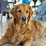 golden_retriever, dog, animal, pet, fur, canine, laying_down, floor, tile, indoor, blurred_background, person, chair, portrait, mammal, domestic_animal, whiskers, cute, calm, relaxed