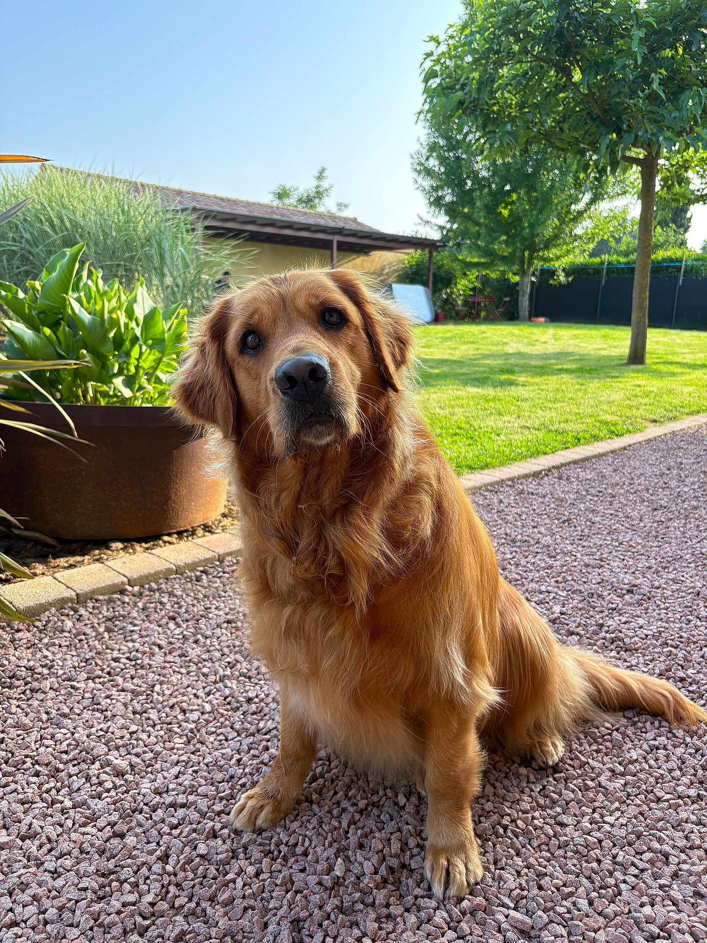Siska participe au concours pour gagner de l'argent avec cette photo : golden_retriever, dog, pet, animal, outdoor, garden, grass, tree, sunlight, nature, fur, canine, mammal, sitting, portrait, leaf, daylight, backyard, plant, ground