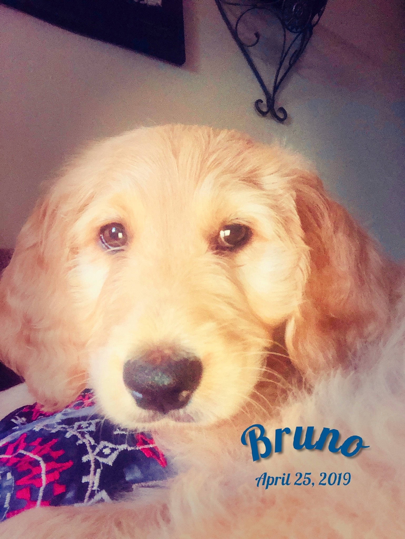 Bruno is registered to the contest to win money with this photo: basset_fauve_de_bretagne, canidae, carnivore, cockapoo, companion_dog, dog, dog_breed, fur, golden_retriever, goldendoodle, labradoodle, mammal, nose, puppy, puppy_love, rare_breed_dog, retriever, snout, sporting_group, vertebrate