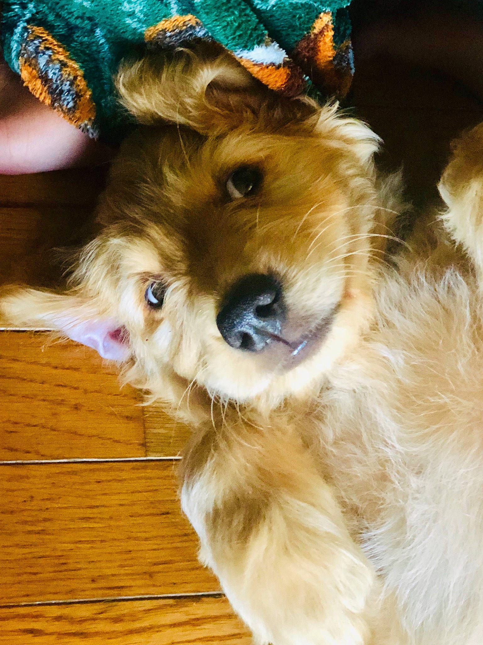 Bruno joined the competition — help win amazing prizes! australian_silky_terrier, canidae, carnivore, companion_dog, dog, dog_breed, dog_toy, fawn, fur, mammal, norwich_terrier, puppy, puppy_love, rare_breed_dog, schnoodle, snout, sporting_group, terrier, toy_dog, yorkipoo