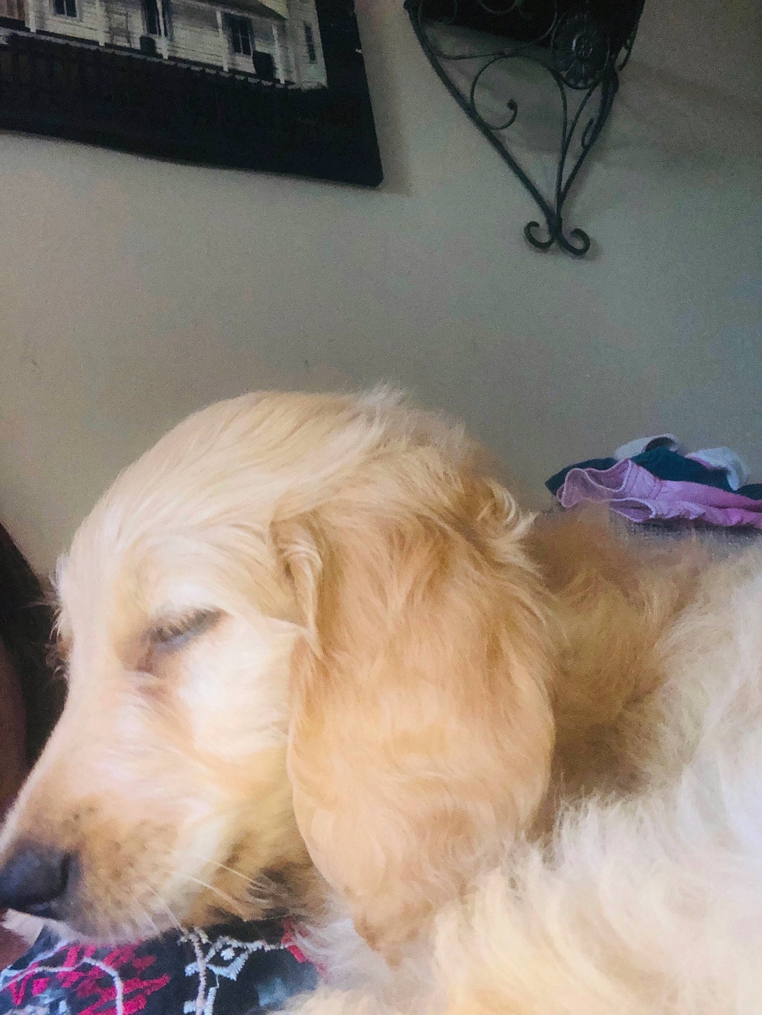 Bruno joined the competition — help win amazing prizes! canidae, carnivore, companion_dog, dog, dog_breed, ear, fawn, fur, golden_retriever, hovawart, mammal, puppy, rare_breed_dog, retriever, small_greek_domestic_dog, snout, sporting_group