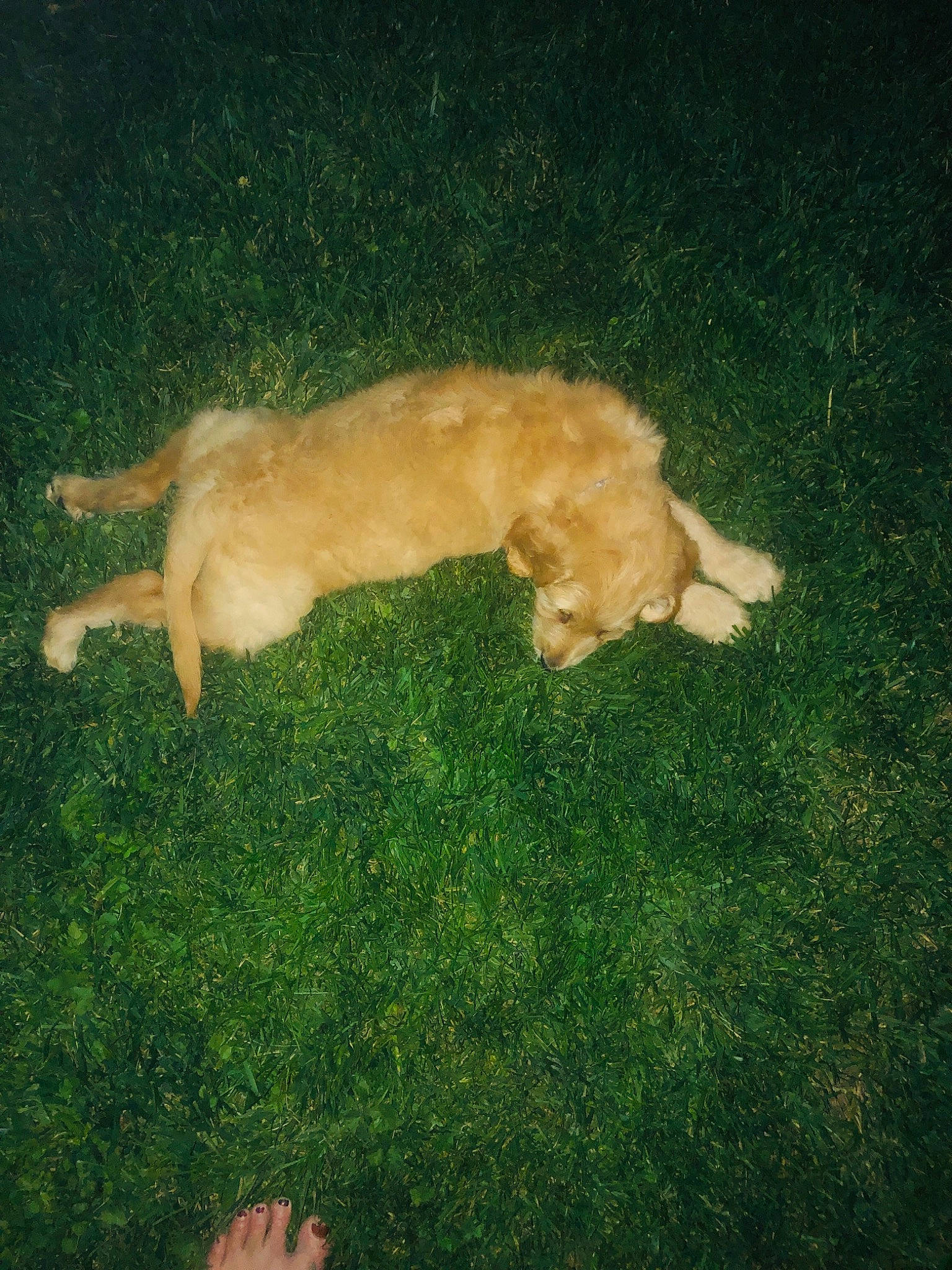 Bruno joined the competition — help win amazing prizes! canidae, carnivore, cockapoo, companion_dog, dog, dog_breed, fawn, golden_retriever, goldendoodle, grass, nova_scotia_duck_tolling_retriever, puppy, retriever, small_greek_domestic_dog, sporting_group, tail