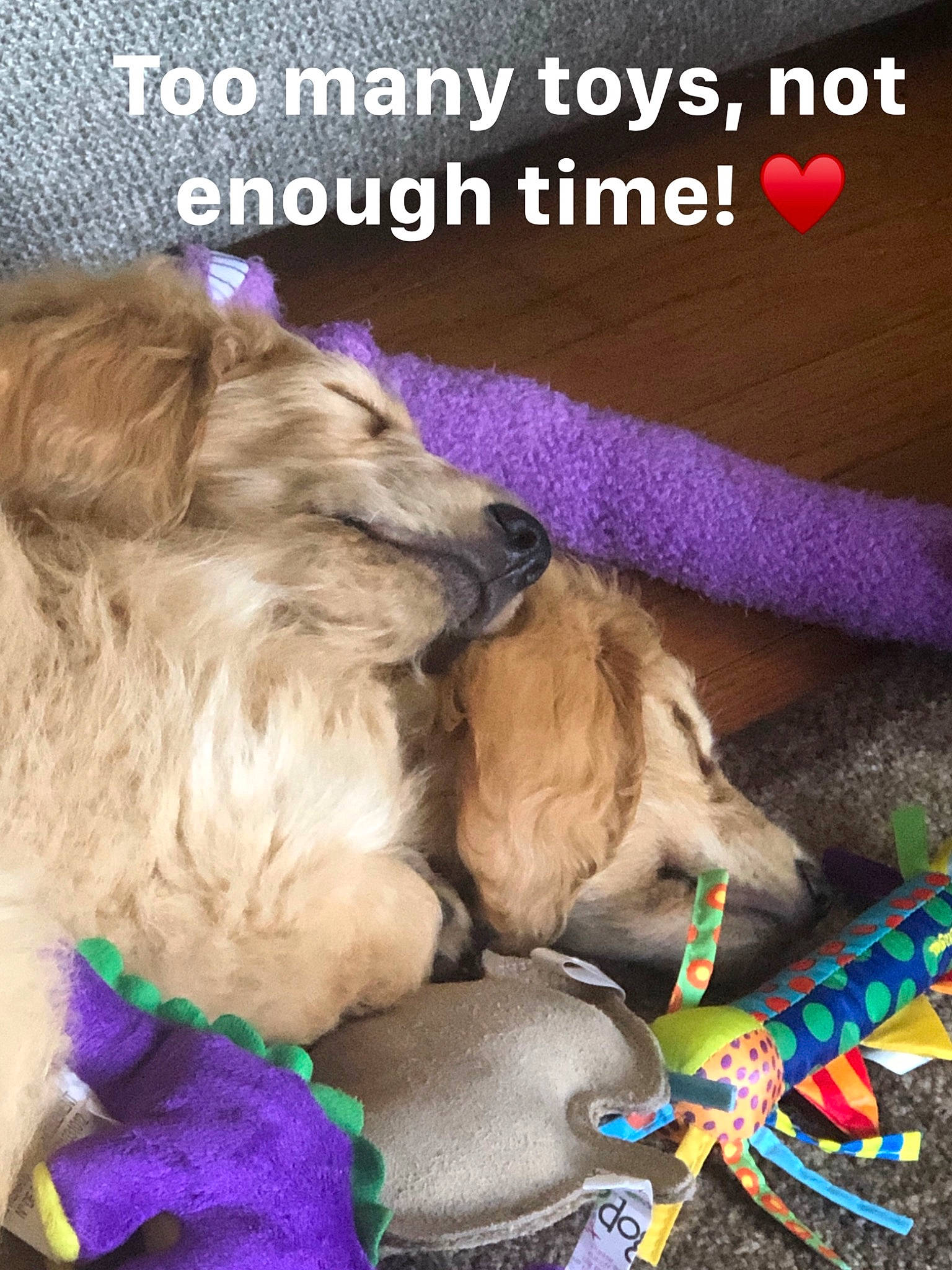 Bruno joined the competition — help win amazing prizes! canidae, carnivore, companion_dog, dog, dog_breed, dog_toy, lhasa_apso, photo_caption, play, puppy, puppy_love, shih_tzu