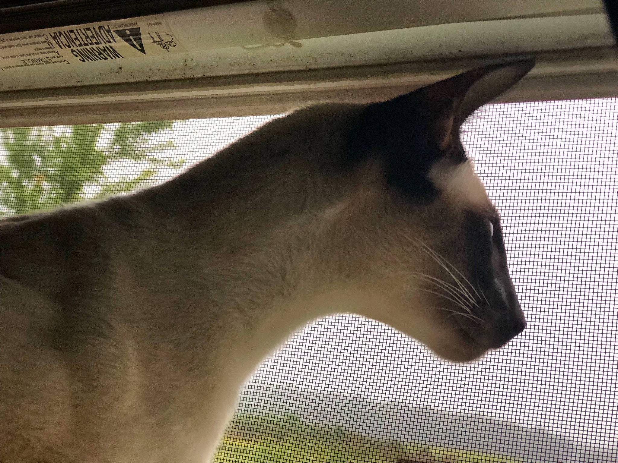 Howard joined the competition — help win amazing prizes! fawn, snout