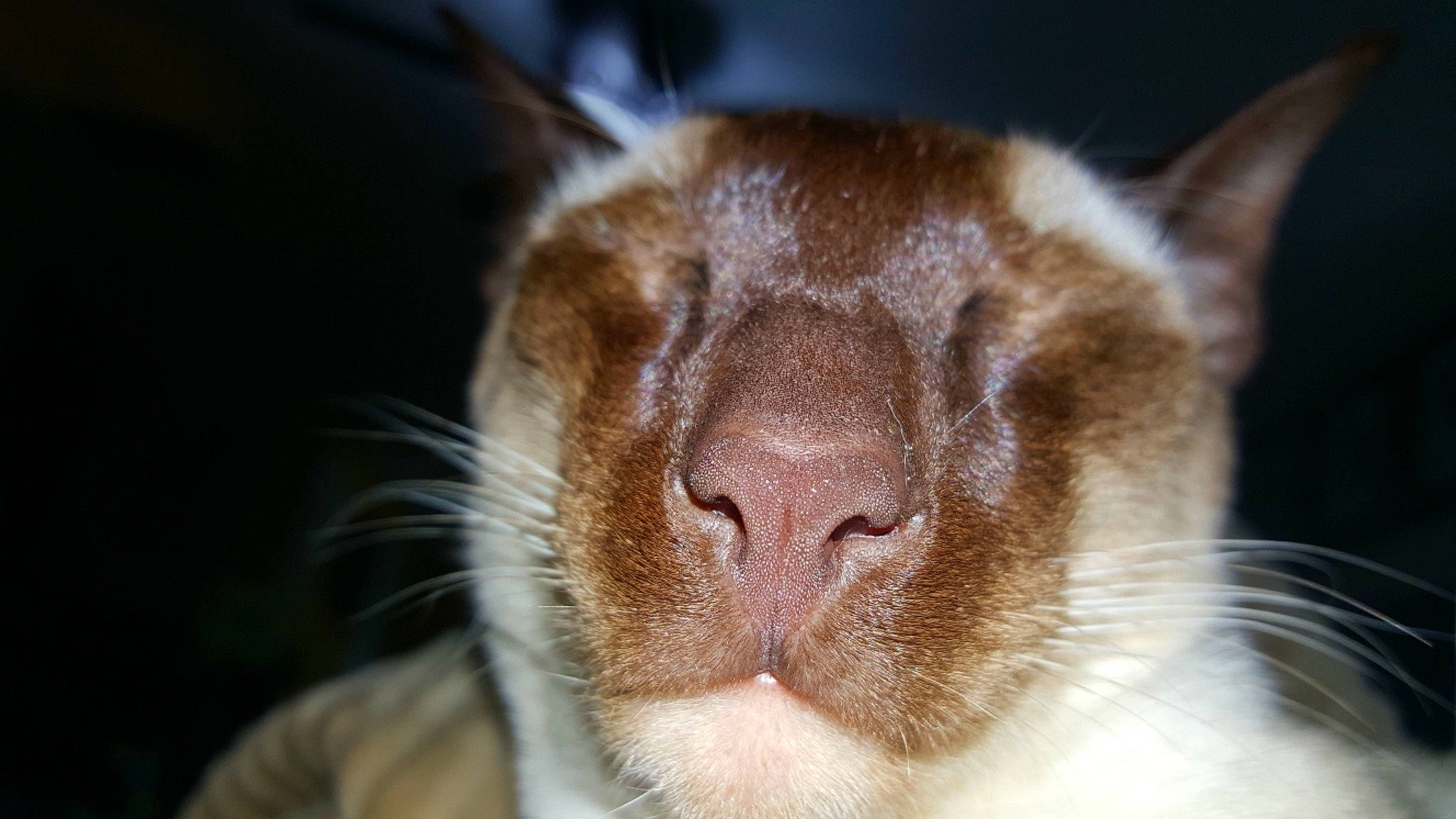 Howard joined the competition — help win amazing prizes! carnivore, cat, close_up, ear, fawn, felidae, fur, mammal, mouth, nose, small_to_medium_sized_cats, snout, vertebrate, whiskers, wildlife