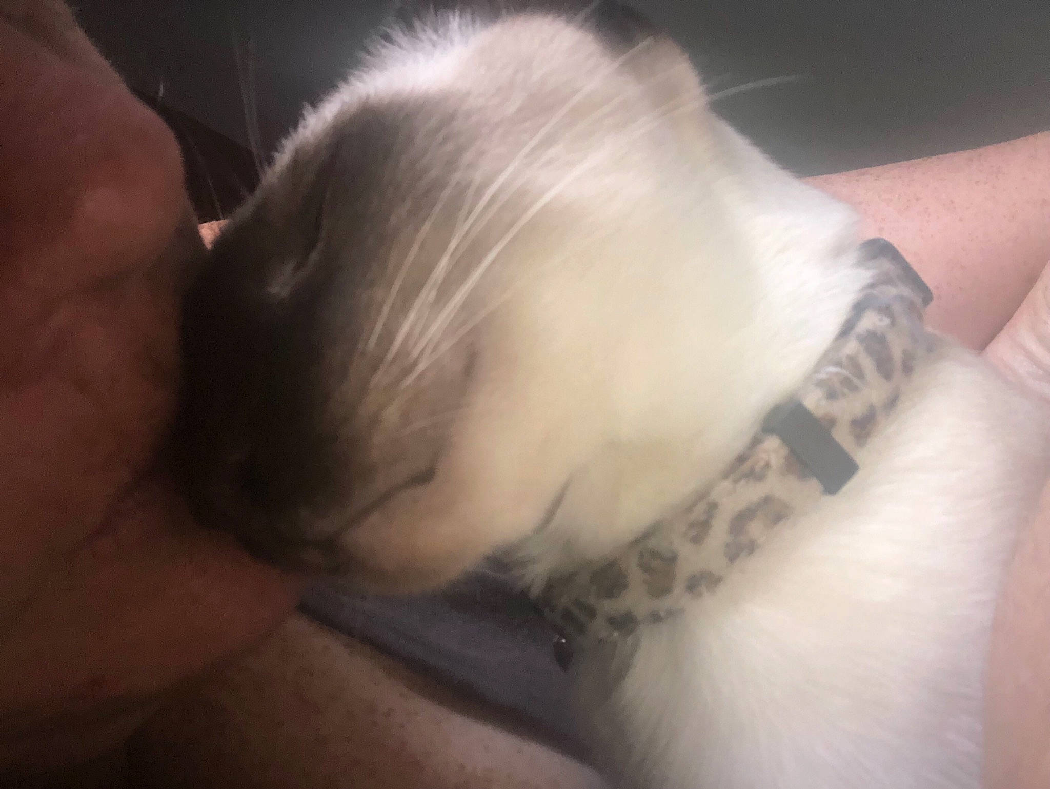 Howard is registered to the contest to win money with this photo: cloud, ear, fur, hand